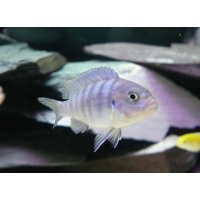 Cynotilapia Afra White top